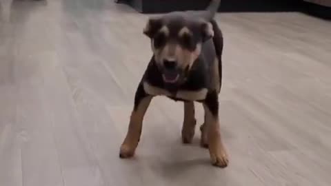 Cute Puppy Dance