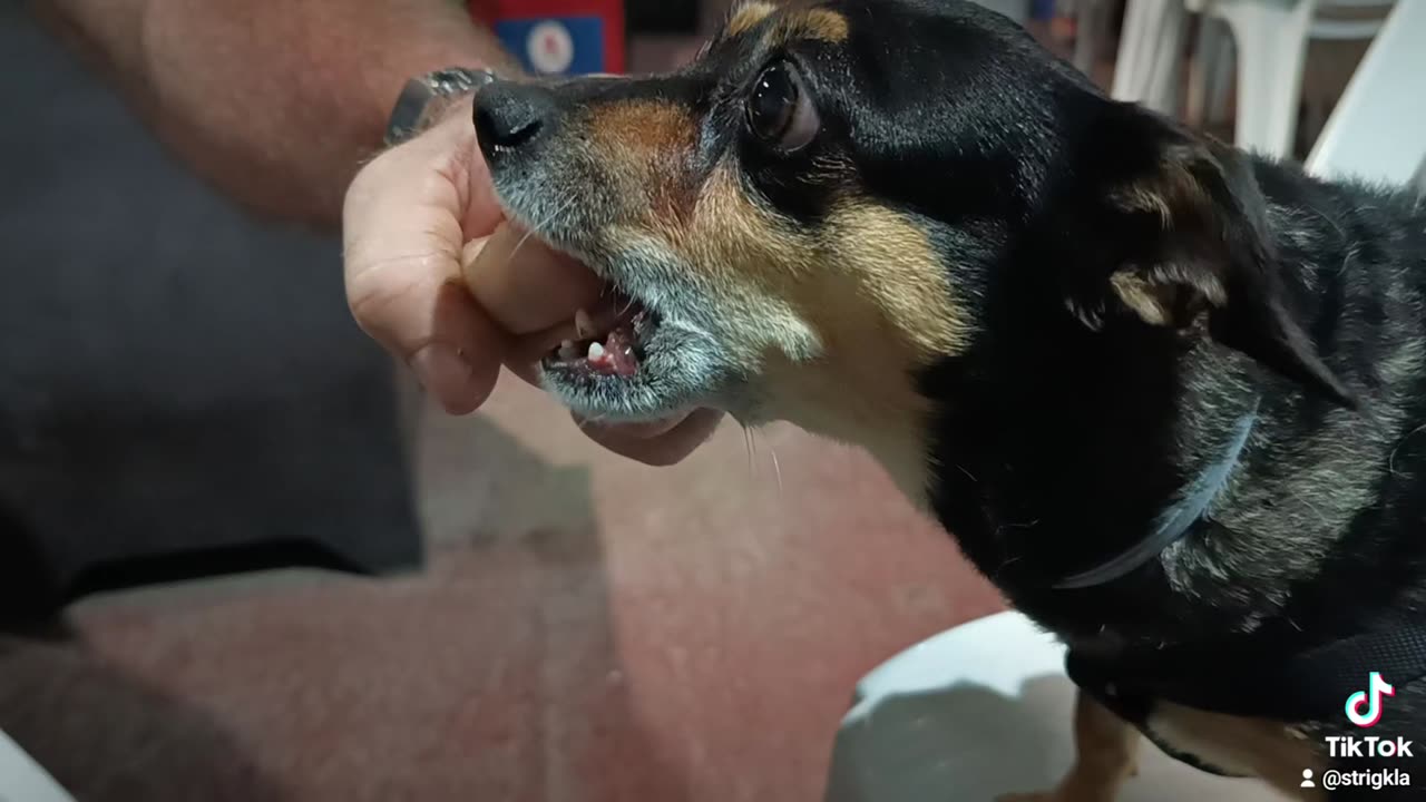 Hera the #dog