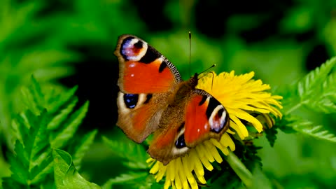 Beautiful butterfly on flowers