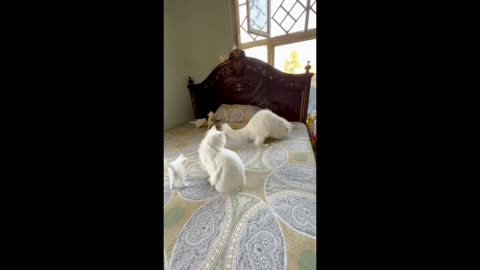 OMG! Cats can teach their kids too! This is so adorable to watch.