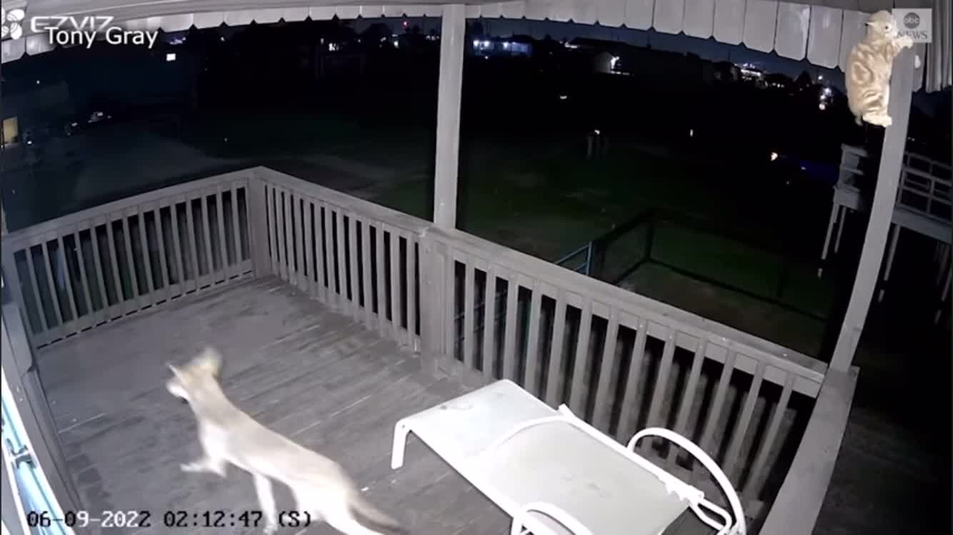 Cat holds its own vs coyote