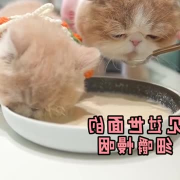 A cat that has seen the world and a new-born cat.