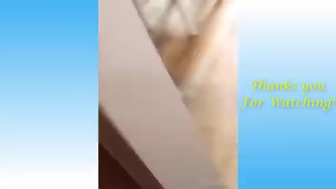 Fanny animal’s boom