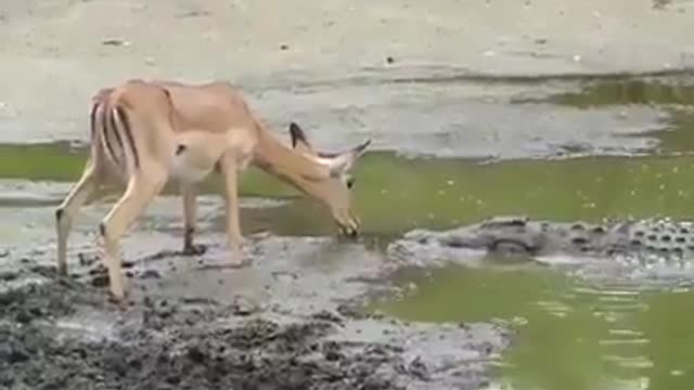 This crocodile is having a bad day