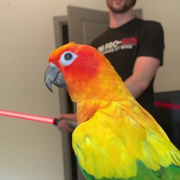 Bird laughs at his dad's lightsaber!