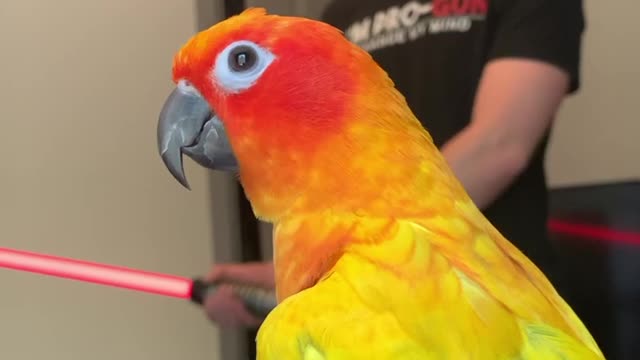 Bird laughs at his dad's lightsaber!