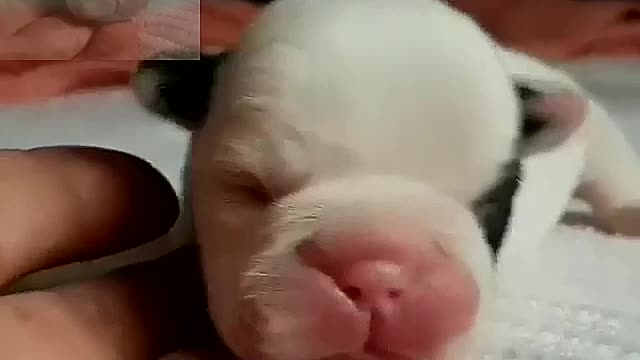 A newborn puppy