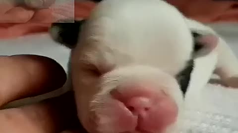 A newborn puppy