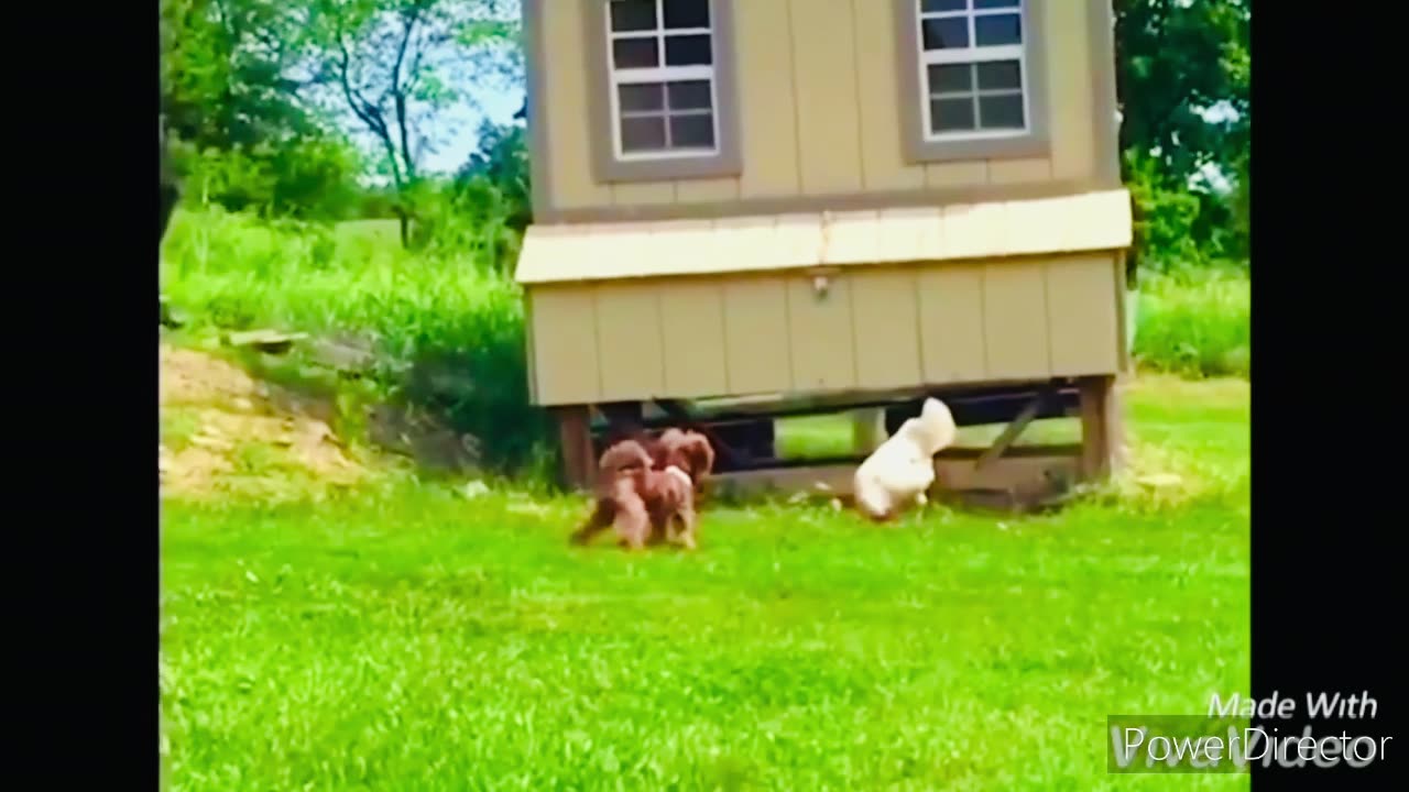 Funny Chickens Chasing Troll Babies and Kids|