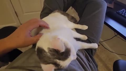 Cat Enjoys Human Massage