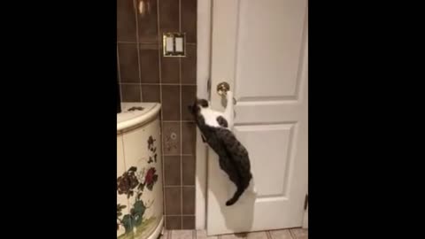 cat opening door