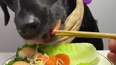 Seafood Hot Pot Labrador Cute Pet Debut Plan Oh My God It Smells So Fragrant Daily Life of Silly Do