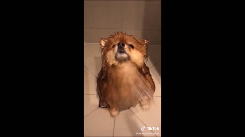 TRY NOT TO LAUGH! FUNNY AND CUTE VIDEOS OF DOGS!!