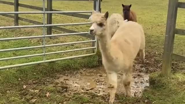 Alpacas Adorably Try to Jump Over Puddle