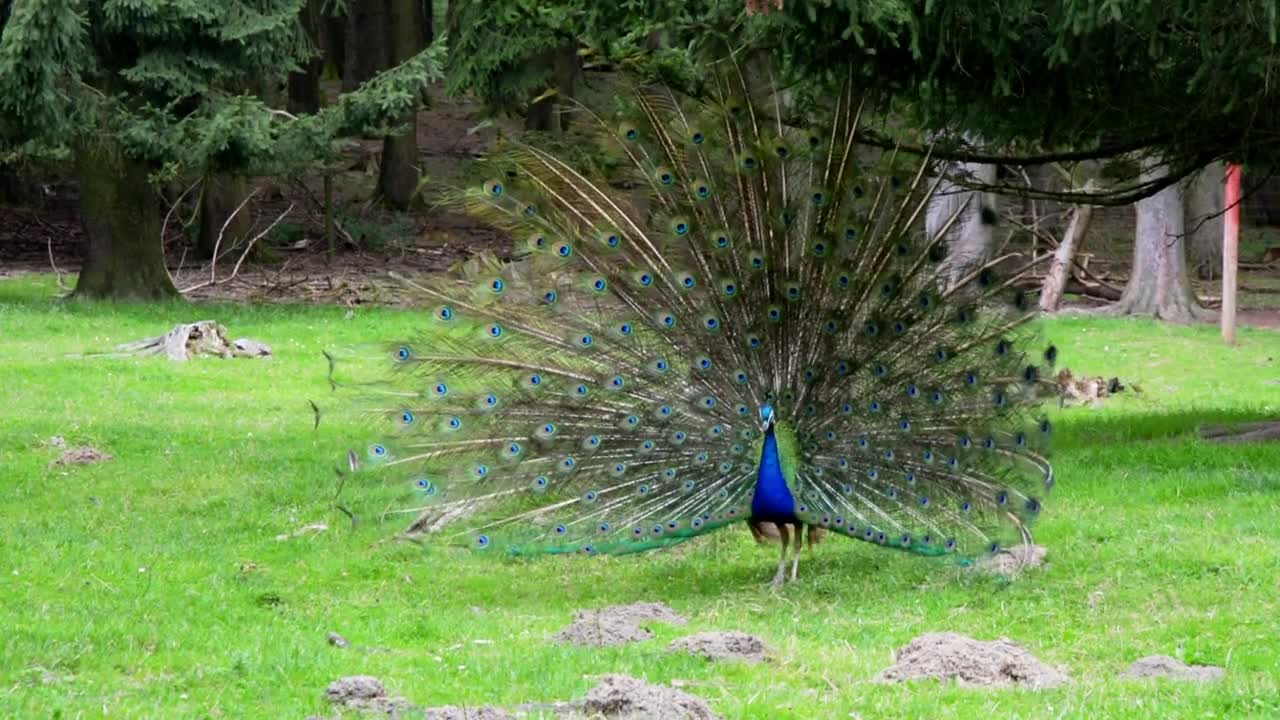 Beautiful bird blue peacock 🦚🦚