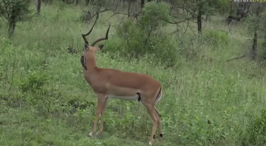 Oxpeckers at the game