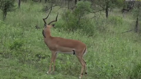 Oxpeckers at the game