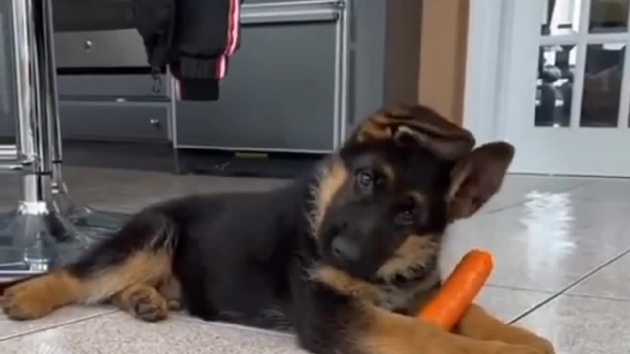 dog with rabbit ear