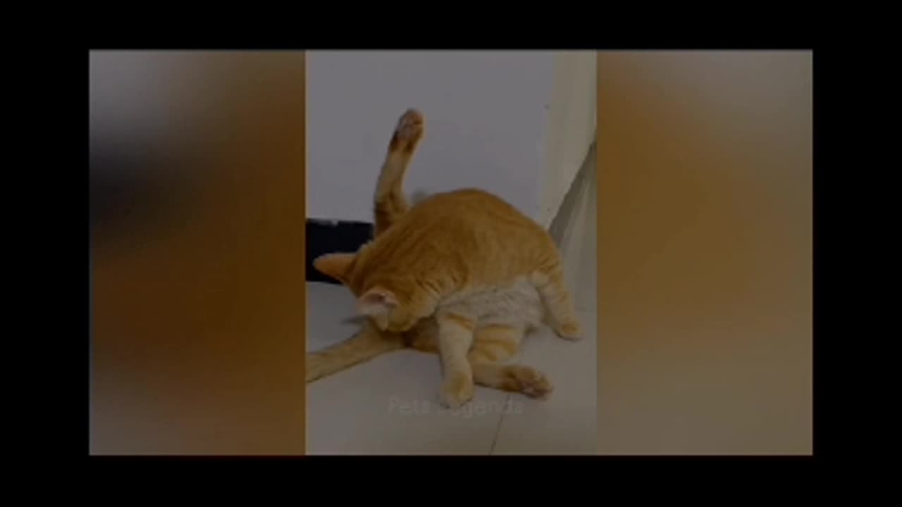 Super funny animal videos