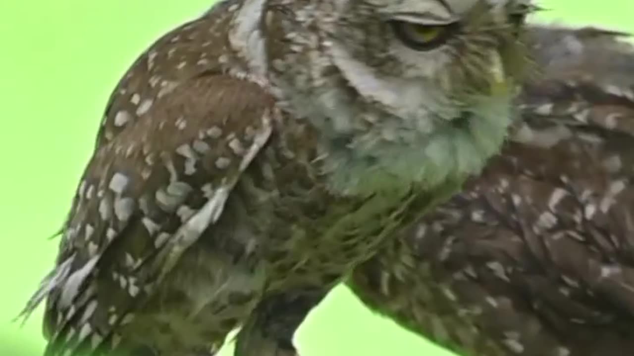 Wildlife & Funs