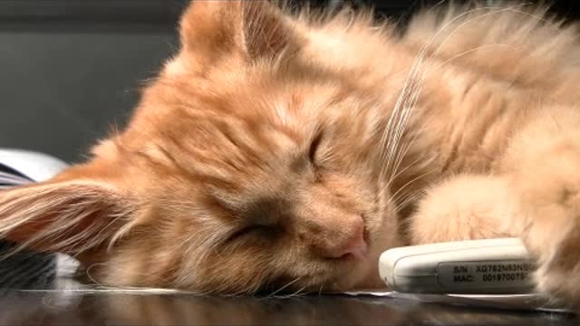 funny animal video # funny cat