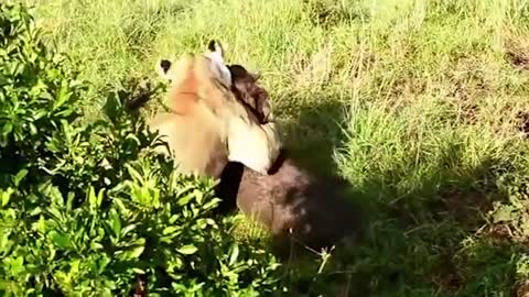 Let's Explore the Animal Planet: Lions vs Warthog | Warthog Fight Lion To Save Another Warthog