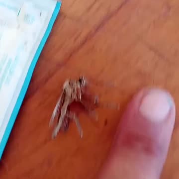 Mosquitos de 3 cms