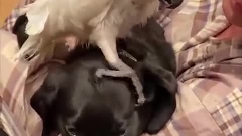 SUPER FUNNY DOGS VIDEO 05