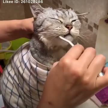 Always brush your cat