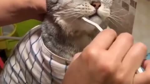 Always brush your cat