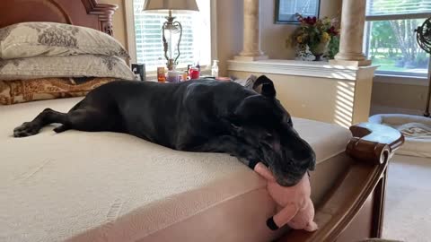 Great Dane won't go outside without stuffed anim