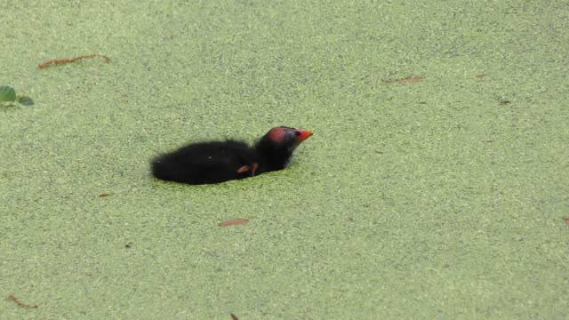 Common Gallinule feeds its chick in Florida wetland