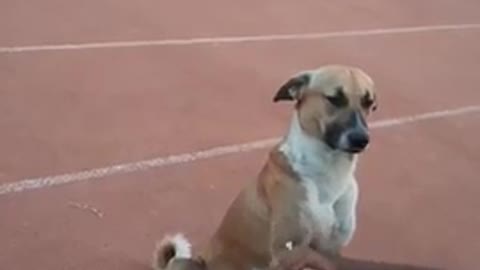 athlete pampers a dog to run more