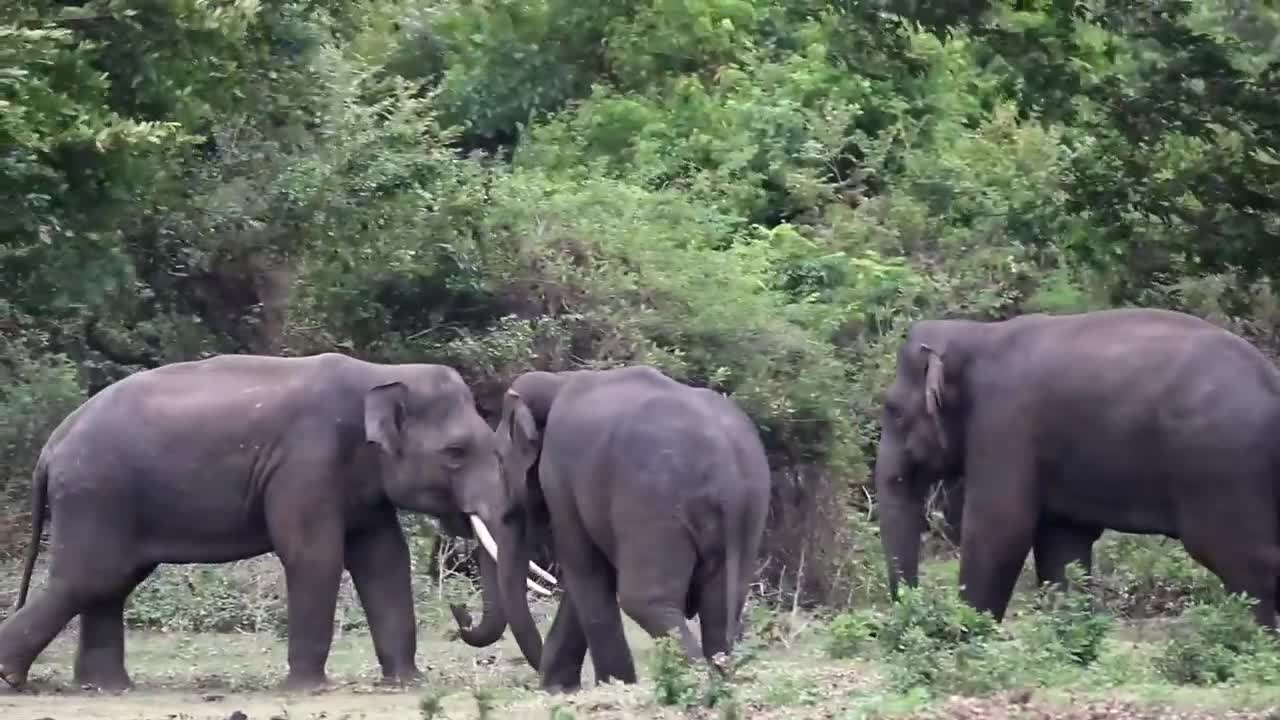 Wild tusker Fight in Srilanka