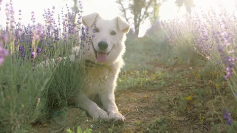 Baby Dogs Cute Funny Dog Videos Compilation Funny Puppy