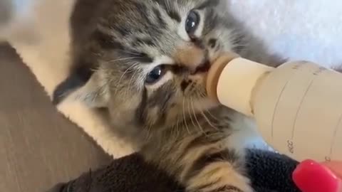 Cute baby cat