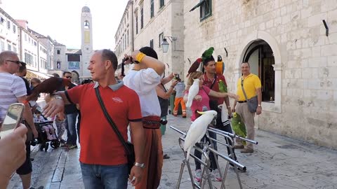 People Holding Birds#Bird prostitution in the markets