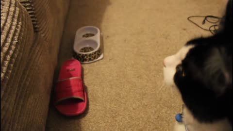 Cat meeting the puppies for first time