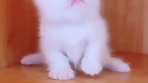 Cute cat