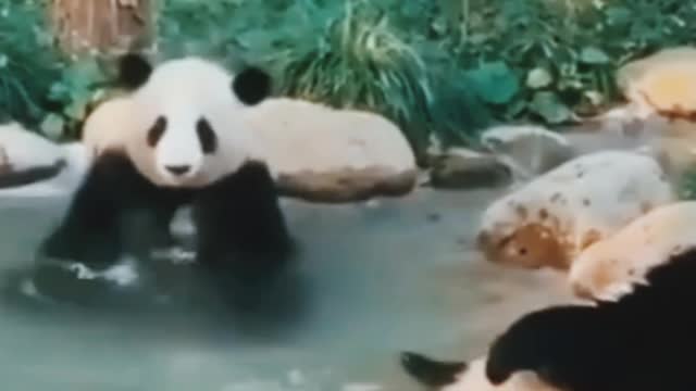 So Cut And Funny Animal Video#short