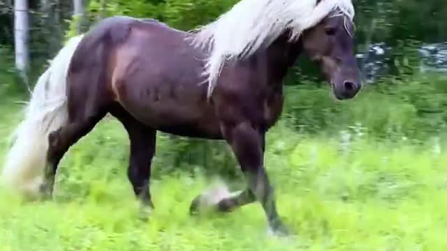 Beautiful horse