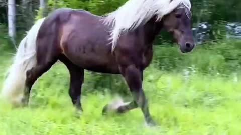 Beautiful horse