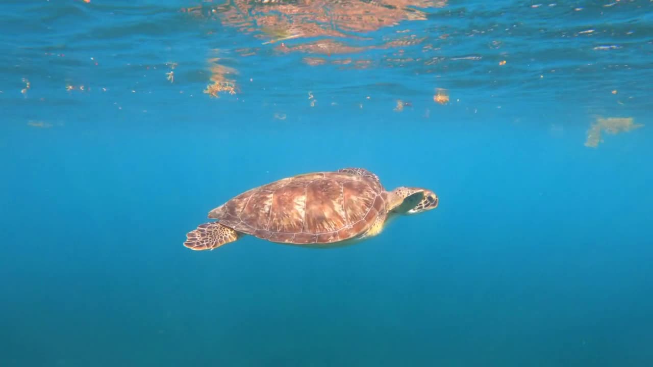 turtle swimming in the sea slow motion anse dufour Martinique chelonia mydas tropical clear water