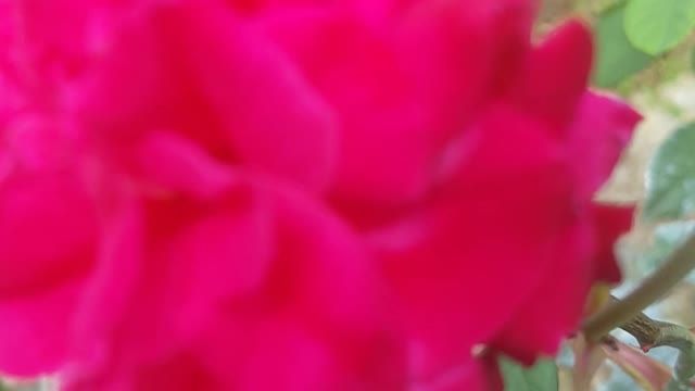 rose flowers