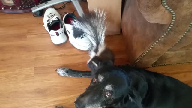 Baby Skunk Wants to be Friends With Old Dog