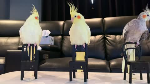 This is How Birds Sit inon Chairs While Watching a Movie