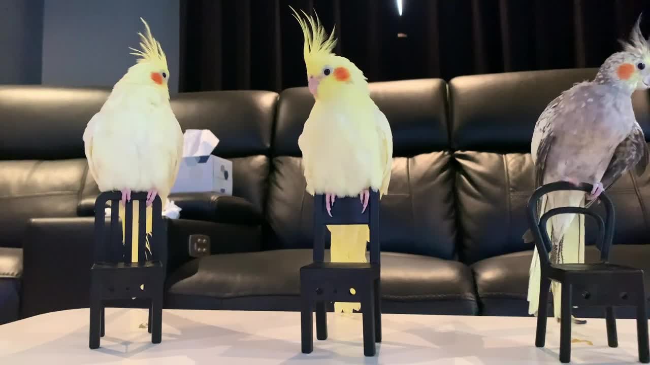 This is How Birds Sit inon Chairs While Watching a Movie