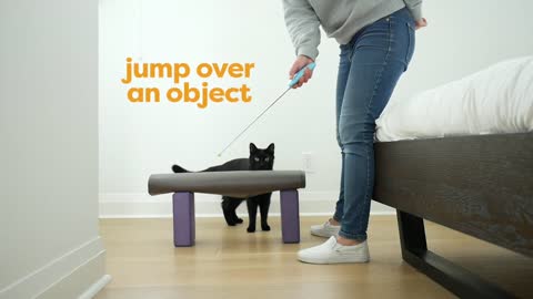 Easy Tricks To Teach Your Cat