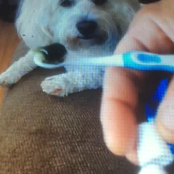 How to brush your dog’s teeth