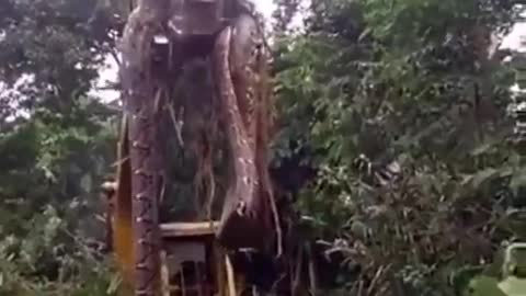 Cobra sucuri gigante